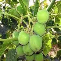 Jatropha Seeds