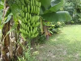 Green Banana