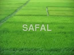 Agriculture Land For sale