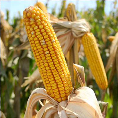 Corn Stalk - Yellow Dent Corn, 8-10 Feet Height | Drought Tolerant, Pest Resistant, Fast Growth