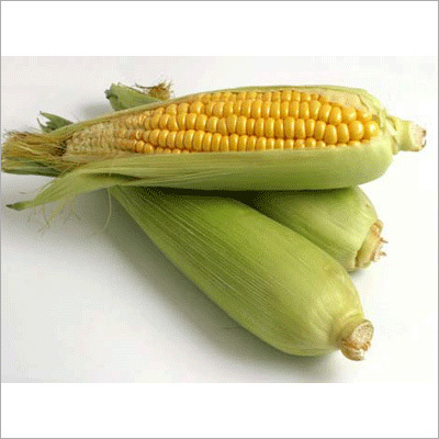 Sweet Corn