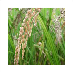 Brown Parboiled Rice
