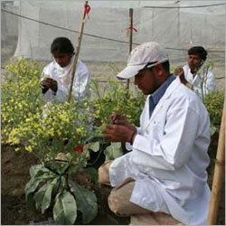 Hybrid Seeds