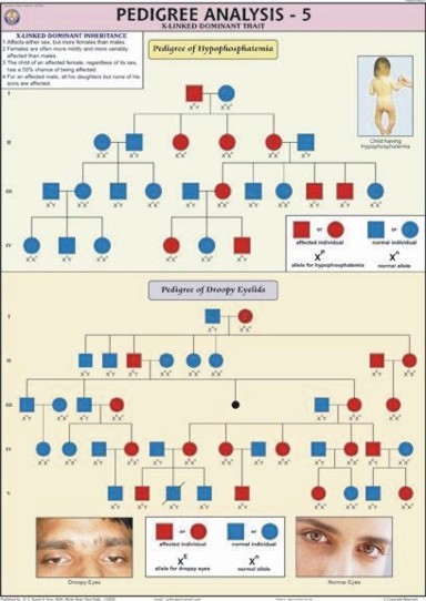 Pedigree Analysis-5 Chart