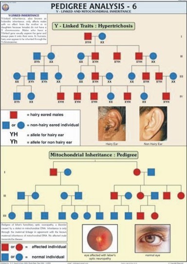 Pedigree Analysis-6 Chart