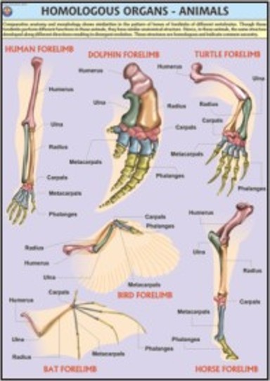 Animals Homologous Organs Chart