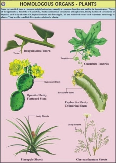 Plant Homologous Organs Chart