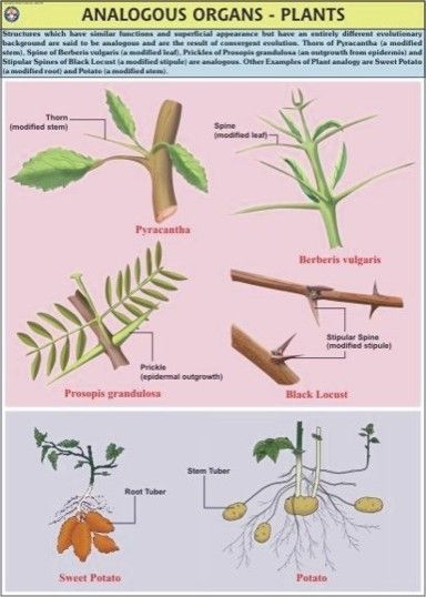 Plant Analogous Organ Chart