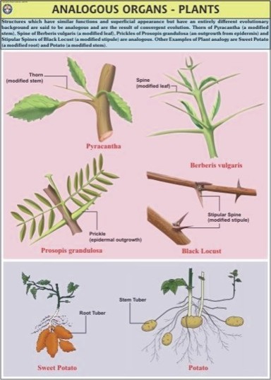 Plant Analogous Organs Chart