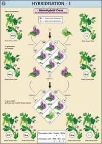 Hybridisation-1(Monohybrid Cross) Chart