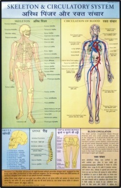 Skeleton & Circulatory System Chart