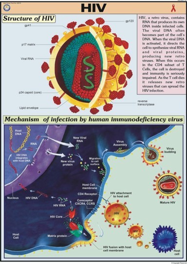 HIV For Aids Chart