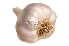 White Garlic