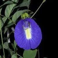 Aconitum Heterophyllum