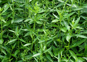 Andrographis Paniculata