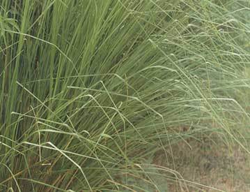 Andropogon Muricatus