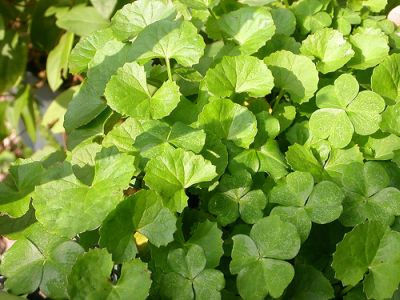 Centella Asiatica