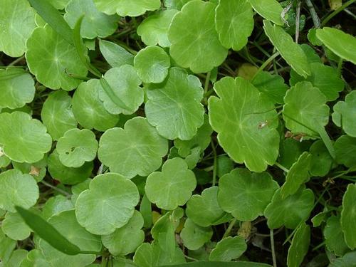 HYDROCOTYLE ASIATICA