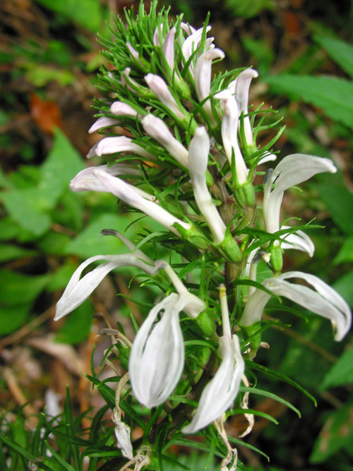 Lobelianicotianaefolia