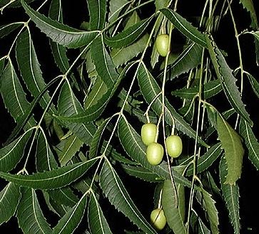 Neem Leaves