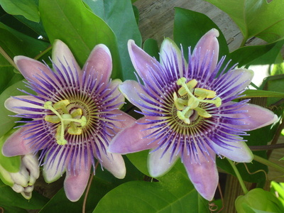 Passiflora Herbs