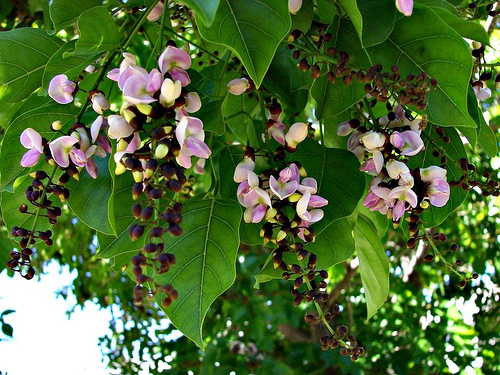 Pongamia Glabra