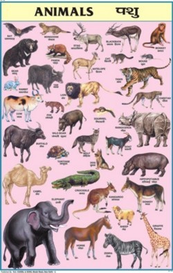 Animals Chart By N. C. KANSIL & SONS