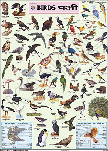 Birds Chart