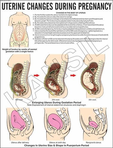 Uterine Changes In Pregnancy Chart