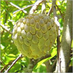 Custard Apple