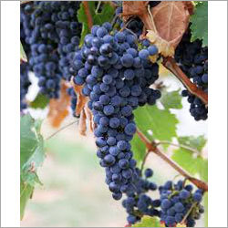 Black Grapes