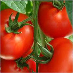 Fresh Tomatoes