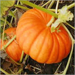 Fresh Pumpkin Puree