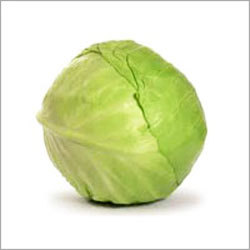Fresh Cabbage