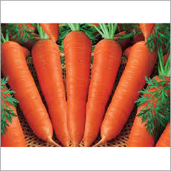Carrot