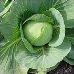 Cabbage