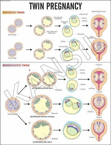 Twin Pregnancy Chart