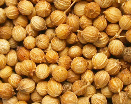 Coriander Seeds Coriander Seeds