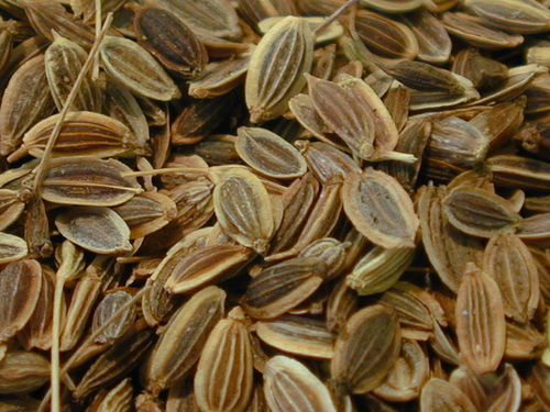 Dill Seeds Dill Seeds