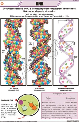 Dna Chart