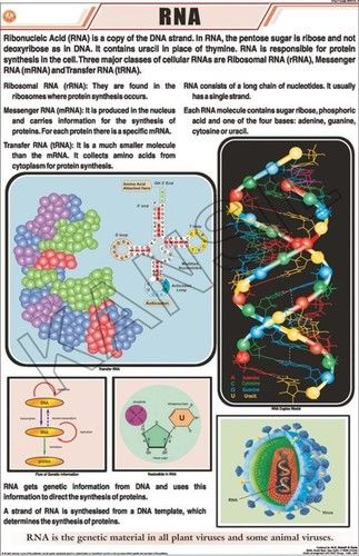 Multicolor Rna Chart