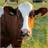 Fresh Chilled Milk