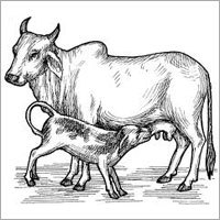Organic Milk