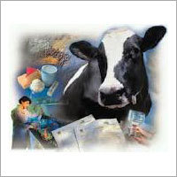Dairy Milk Products