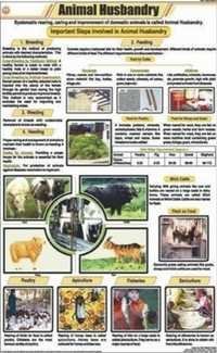 Animal Husbandry Chart Dimensions: 58 A  90  Centimeter (cm)