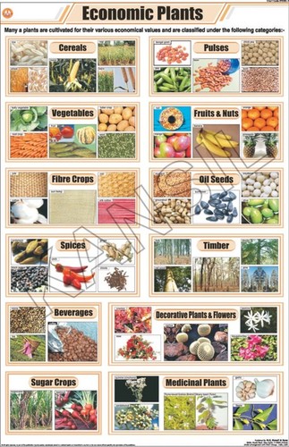 Economic Plants Chart