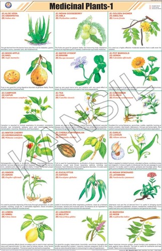 Medicinal Plants-i Chart