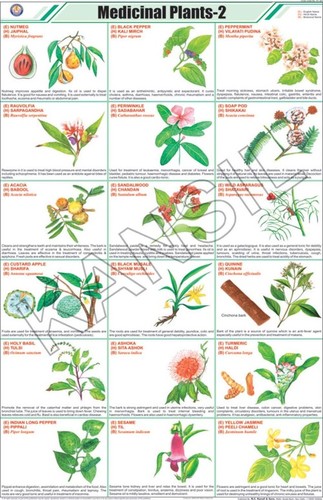 Medicinal Plants-Ii Chart Dimensions: 58 A  90  Centimeter (Cm)