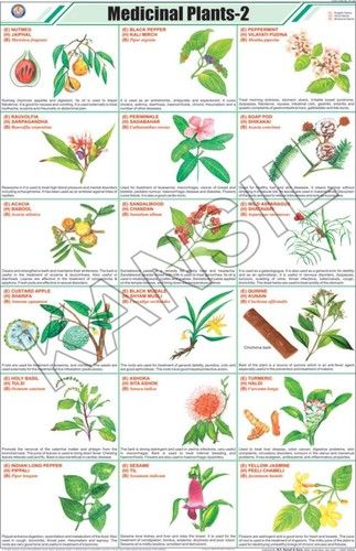 Medicinal Plants Ii Chart Dimensions 58 A 90 Centimeter Cm At Best 