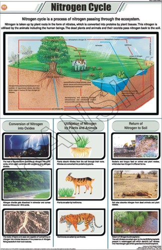 Nitrogen Cycle Chart